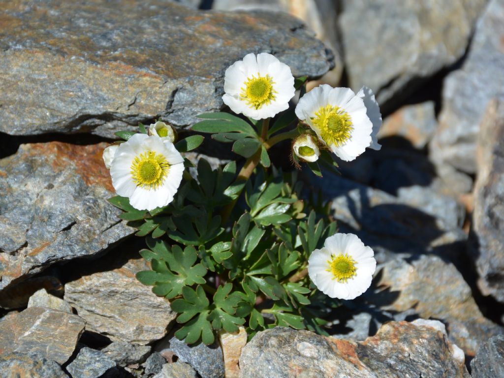 Ranunculus glacialis / Ranuncolo dei ghiacciai